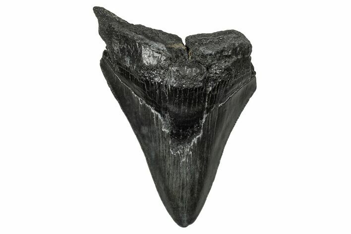 Fossil Megalodon Tooth - South Carolina #356859